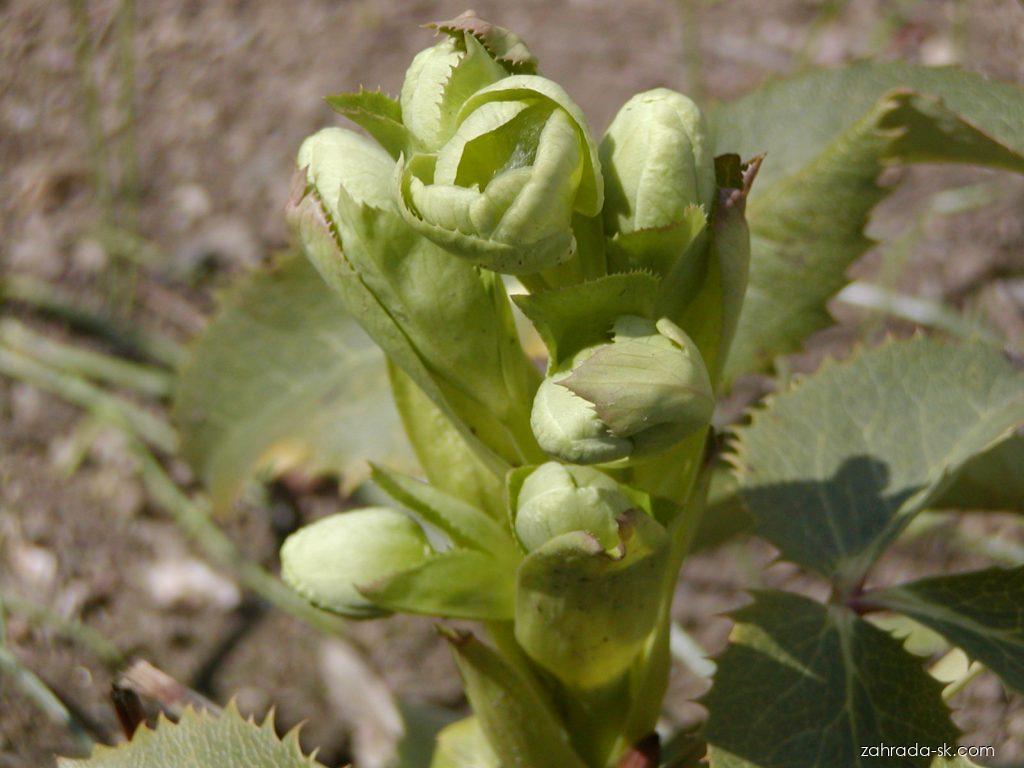 Helleborus argutifolius Viv. (čemerica korzická) Helleborus argutifolius Viv. (čemerica korzická)