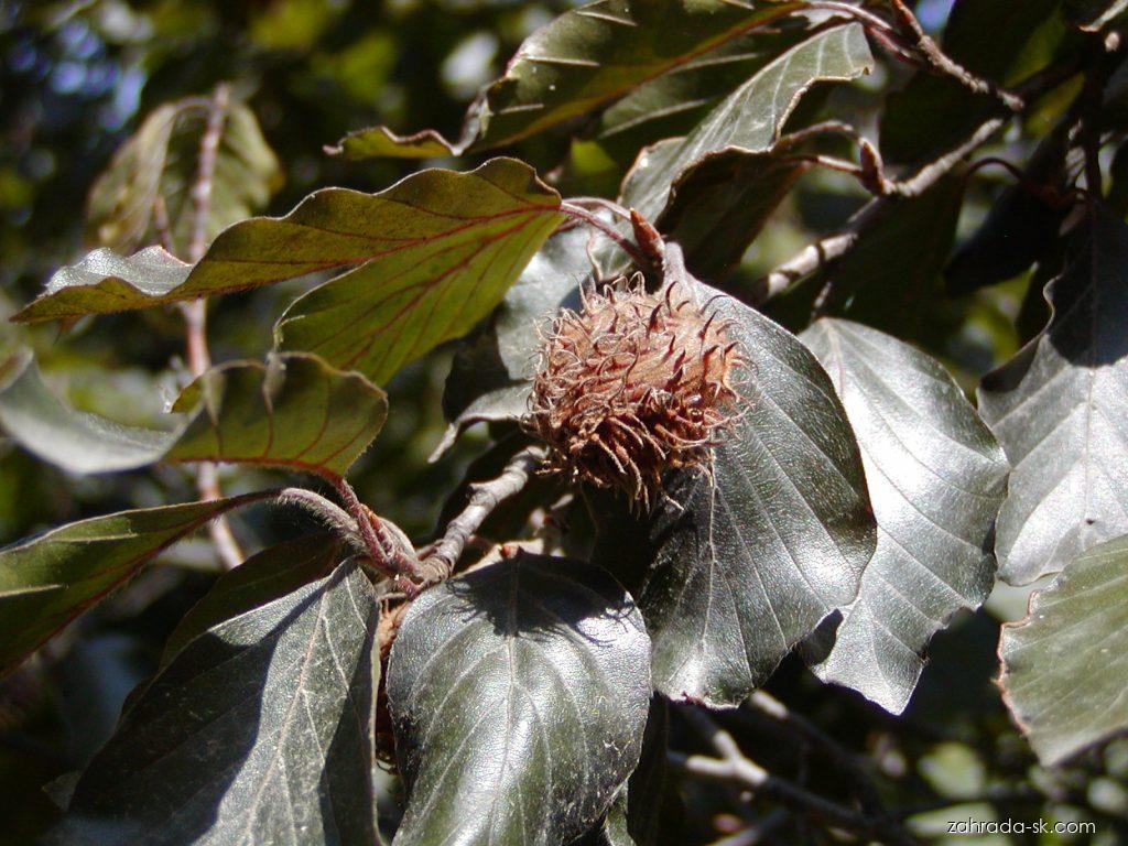 Fagus sylvatica Atropunicea (buk lesný) Fagus sylvatica Atropunicea (buk lesný)