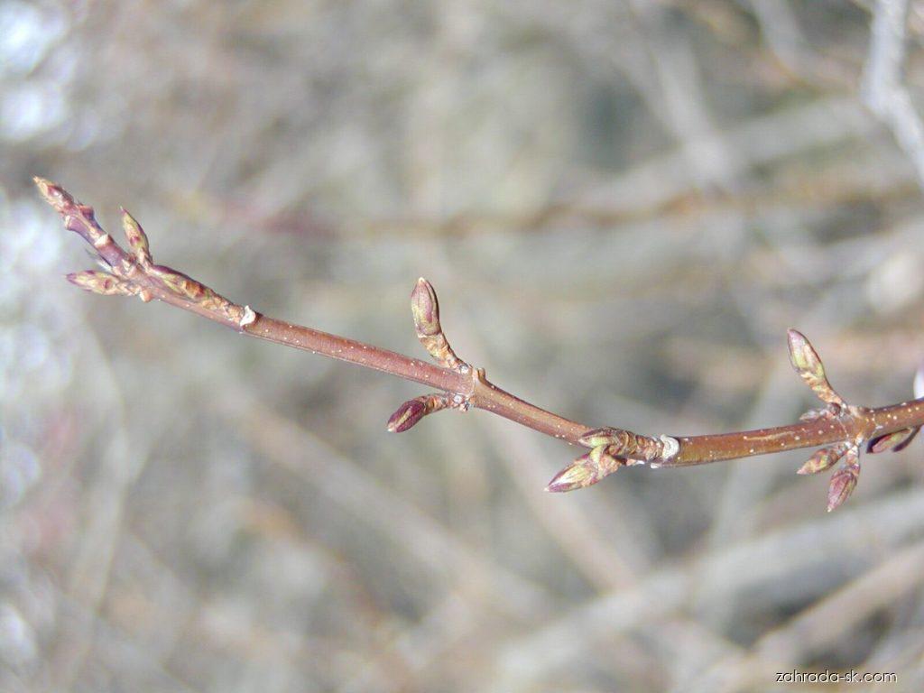 Forsythia suspensa (Thunb.) Vahl (forzítia previsnutá) Forsythia suspensa (Thunb.) Vahl (forzítia previsnutá)