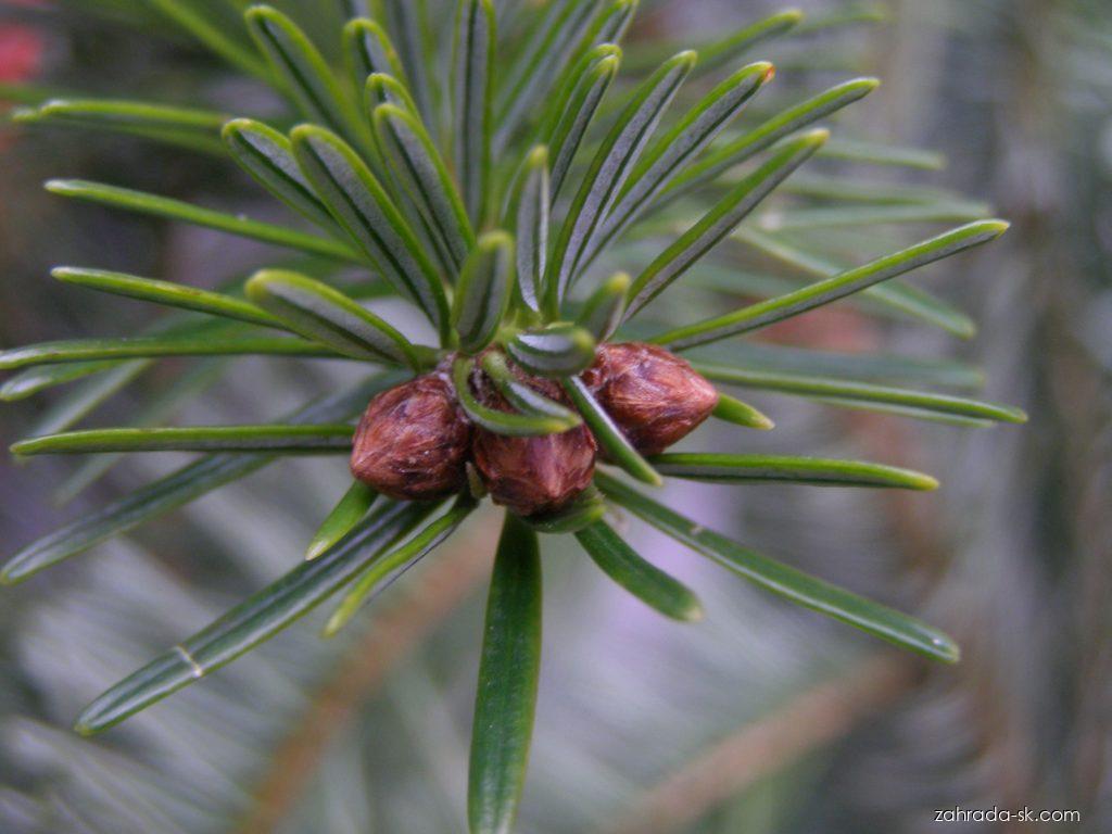 Abies nordmanniana (STEVEN) SPACH (jedľa Nordmannova) Abies nordmanniana (STEVEN) SPACH (jedľa Nordmannova)
