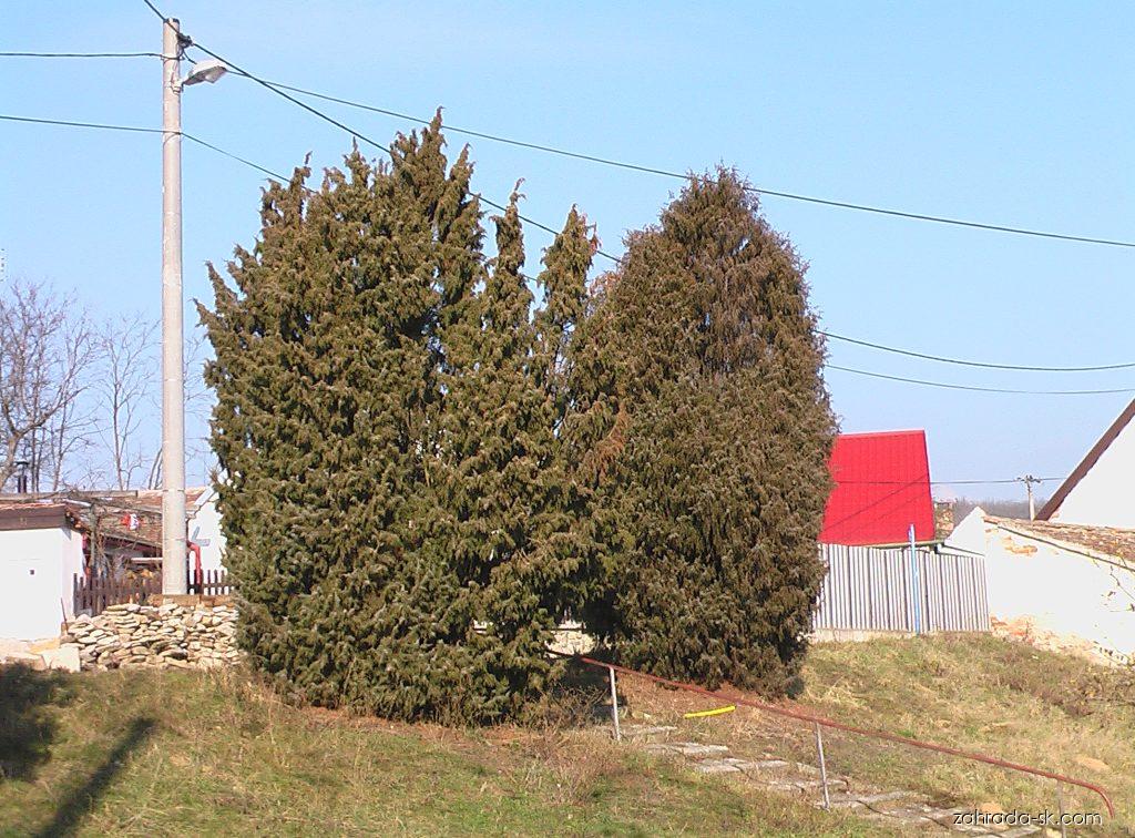 Juniperus communis L. (borievka obyčajná) Juniperus communis L. (borievka obyčajná)