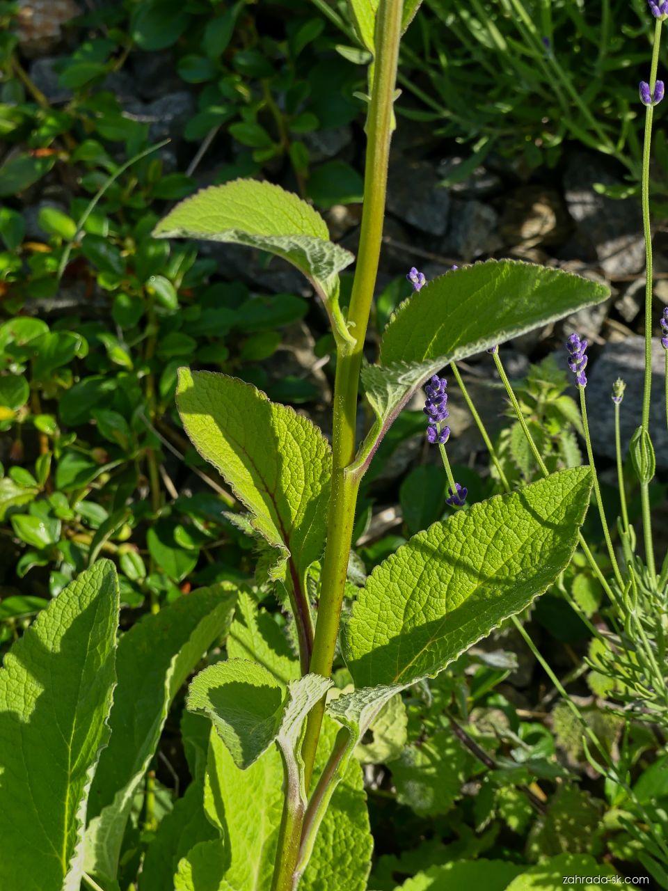 Digitalis purpurea L. (náprstník červený) Digitalis purpurea L. (náprstník červený)