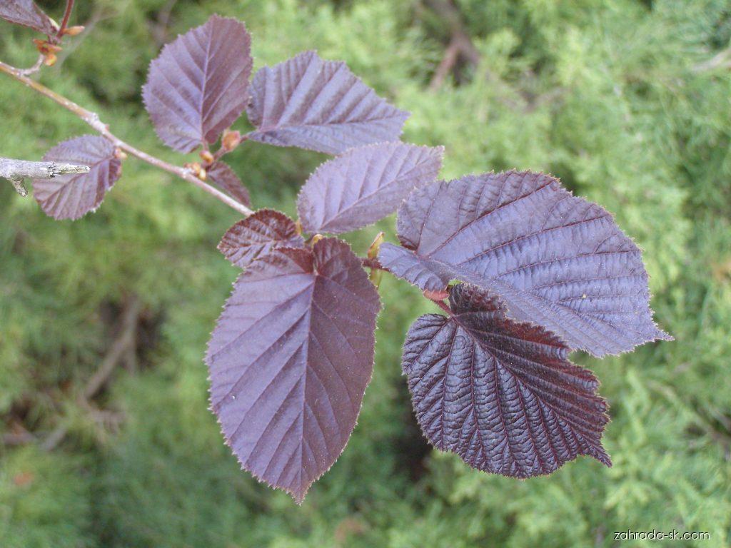 Corylus maxima Purpurea MILL. (lieska najväčšia) Corylus maxima Purpurea MILL. (lieska najväčšia)