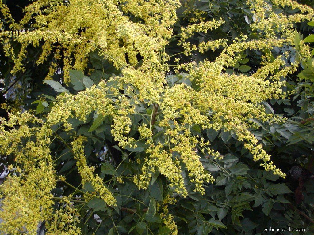 Koelreuteria paniculata LAXM. (jaseňovec metlinatý) Koelreuteria paniculata LAXM. (jaseňovec metlinatý)