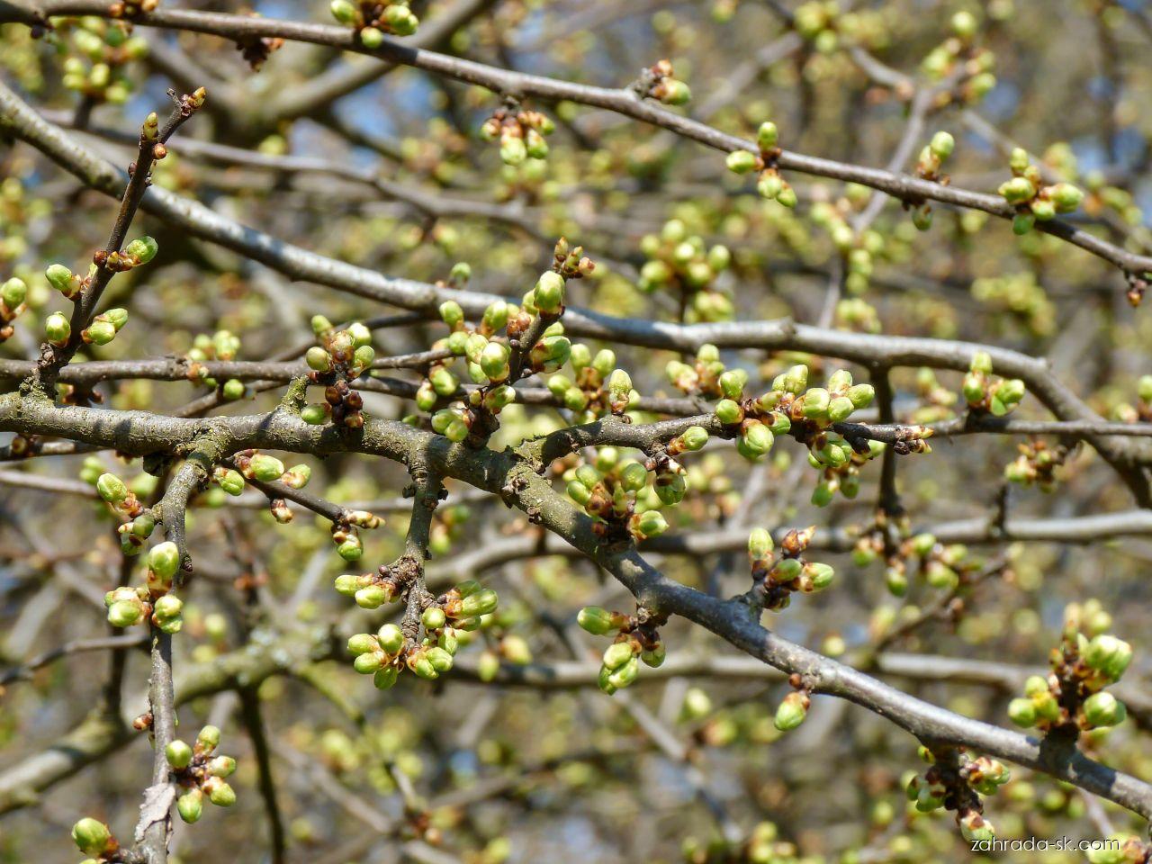 Prunus spinosa L. (slivka trnková) Prunus spinosa L. (slivka trnková)