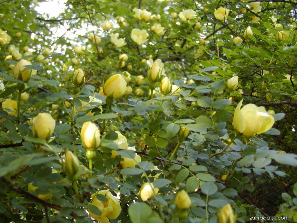 Rosa hugonis (ruža hugova) Rosa hugonis (ruža hugova)