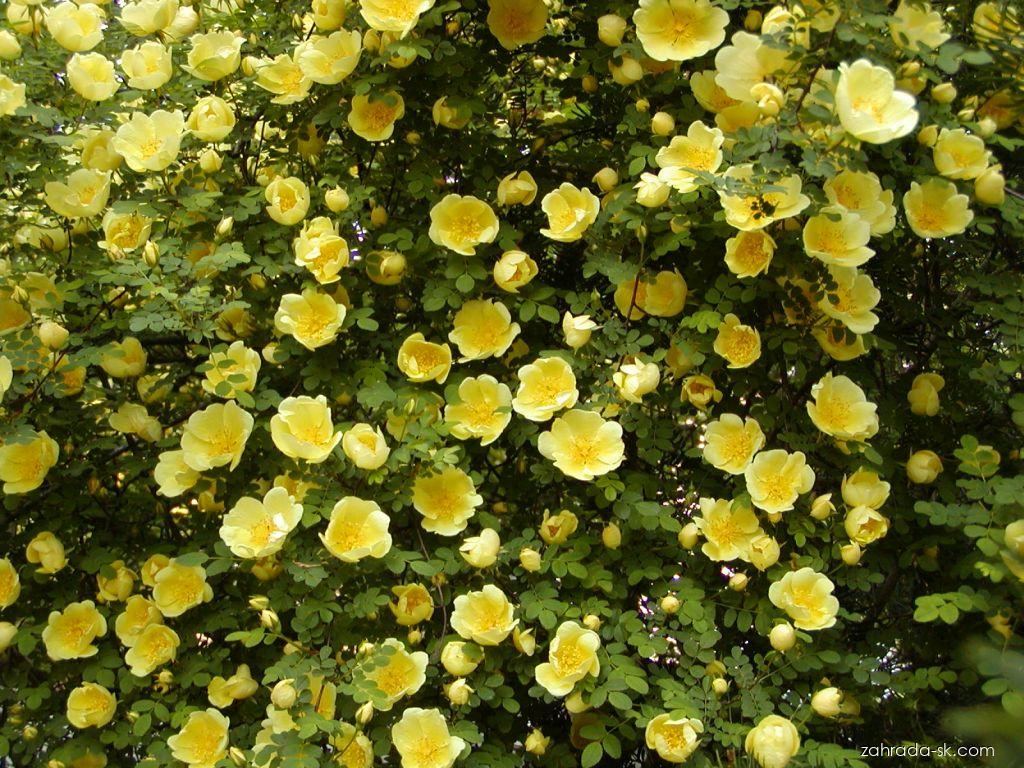 Rosa hugonis (ruža hugova) Rosa hugonis (ruža hugova)
