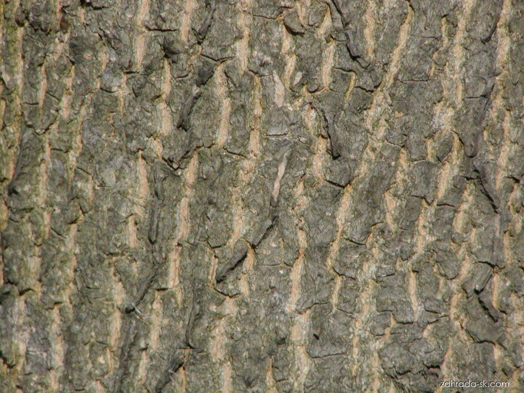 Acer campestre L. (javor poľný) Acer campestre L. (javor poľný)