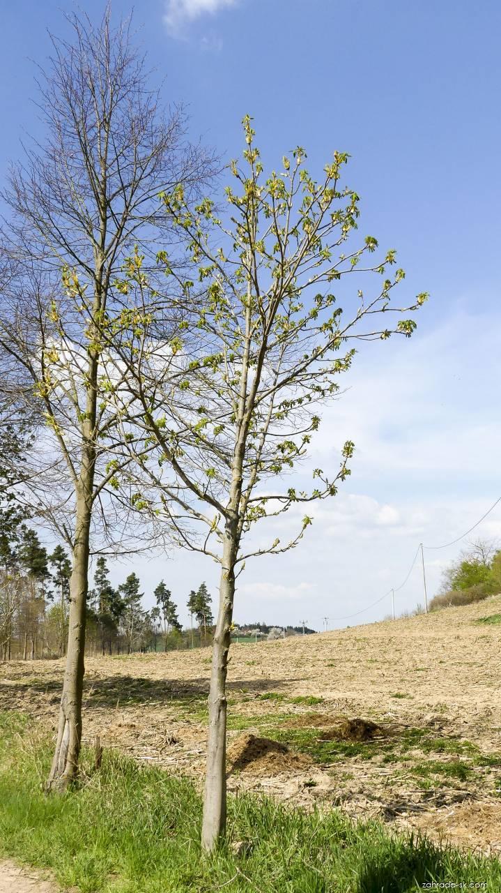 Aesculus hippocastanum L. (pagaštan konský) Aesculus hippocastanum L. (pagaštan konský)
