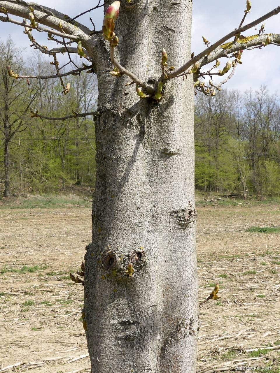 Aesculus hippocastanum L. (pagaštan konský) Aesculus hippocastanum L. (pagaštan konský)