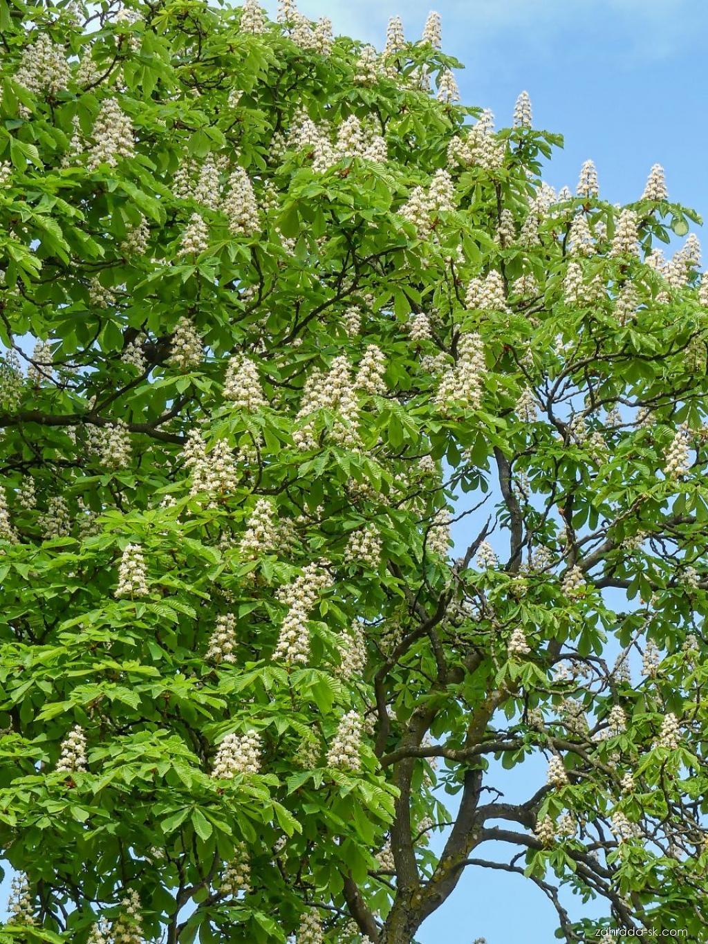 Aesculus hippocastanum L. (pagaštan konský) Aesculus hippocastanum L. (pagaštan konský)