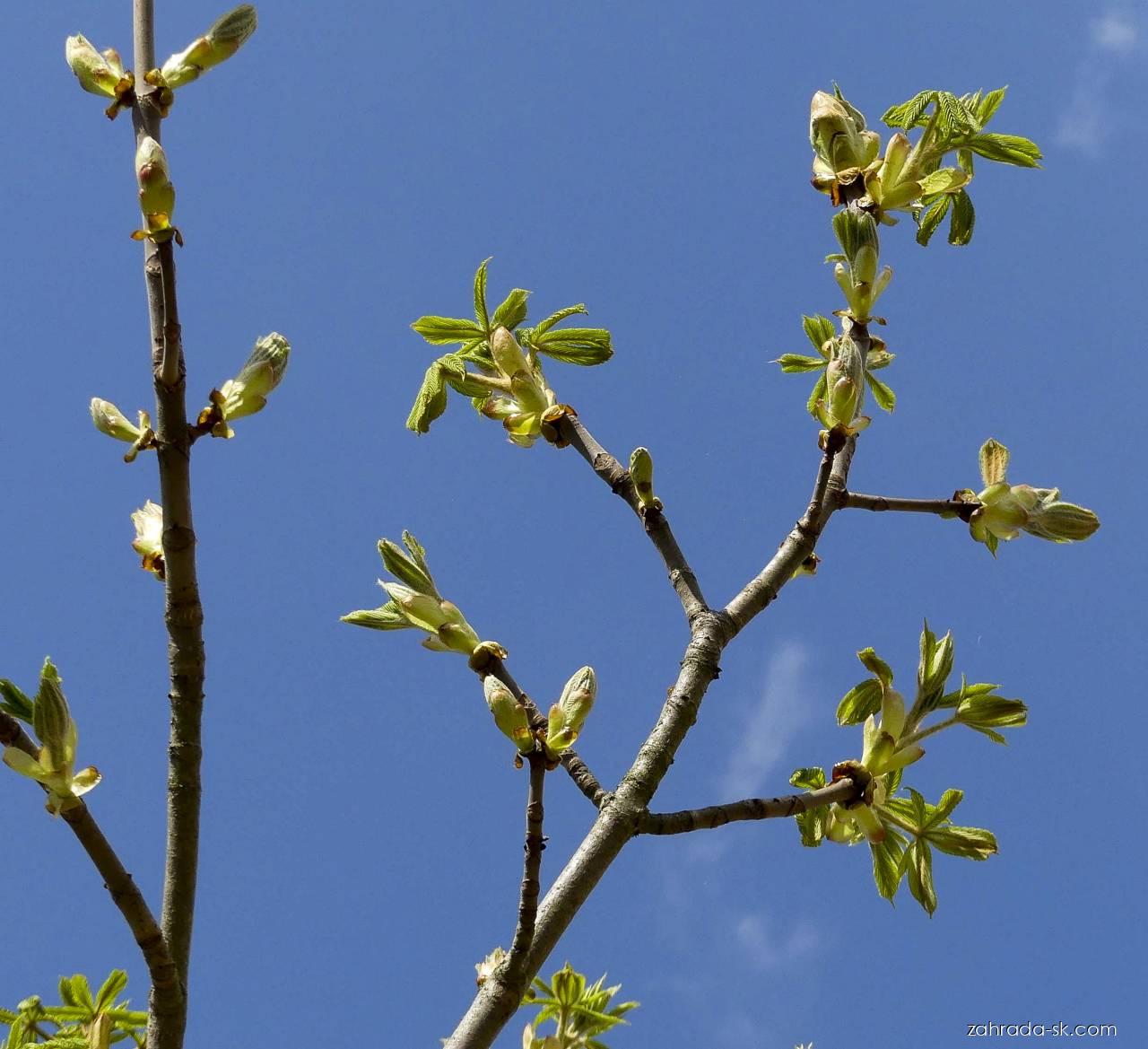 Aesculus hippocastanum L. (pagaštan konský) Aesculus hippocastanum L. (pagaštan konský)