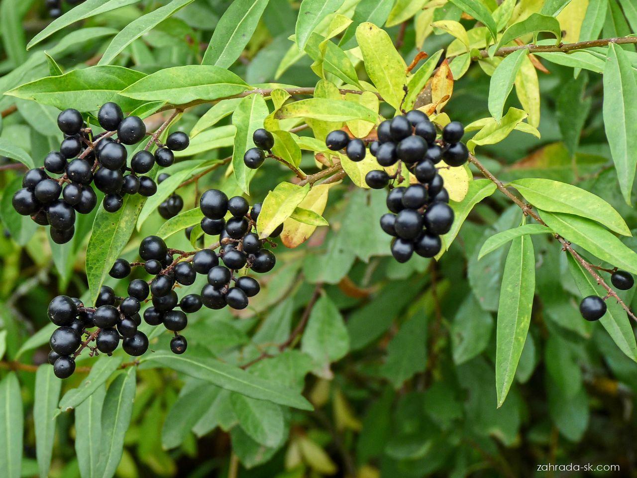 Ligustrum vulgare L. (zob vtáčí) Ligustrum vulgare L. (zob vtáčí)