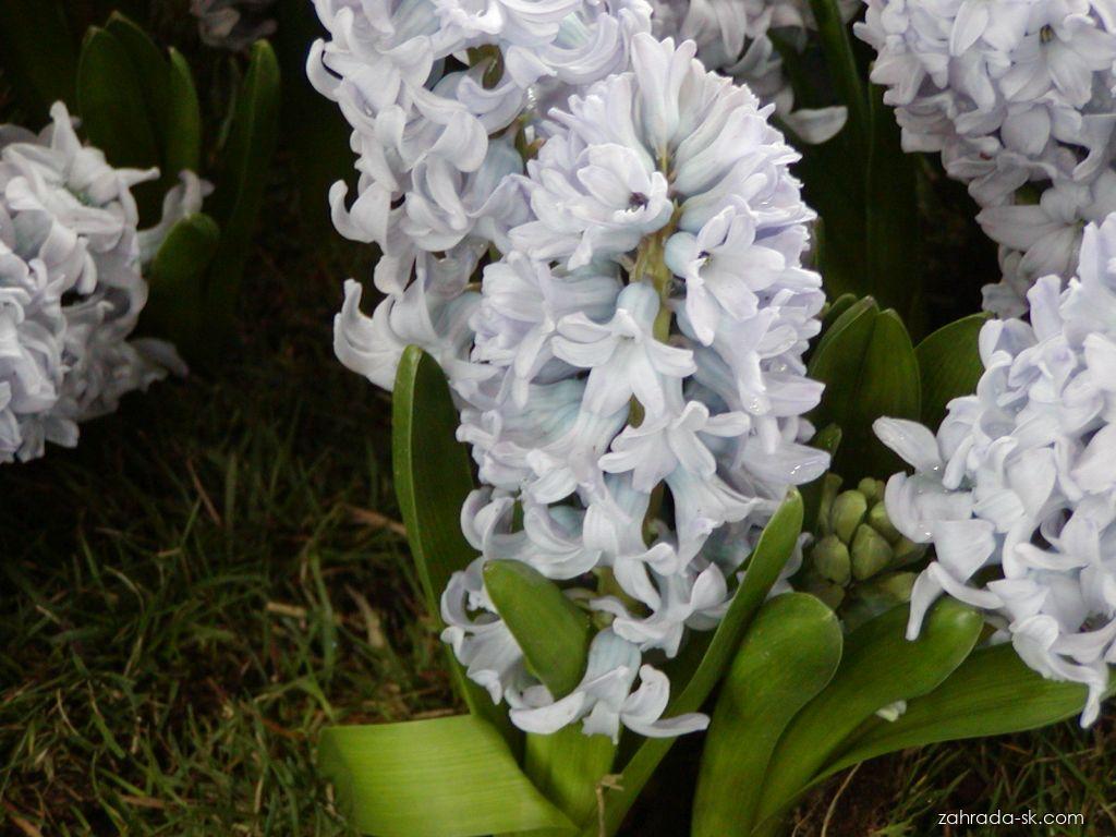 Hyacinthus orientalis L. (hyacint východný) Hyacinthus orientalis L. (hyacint východný)