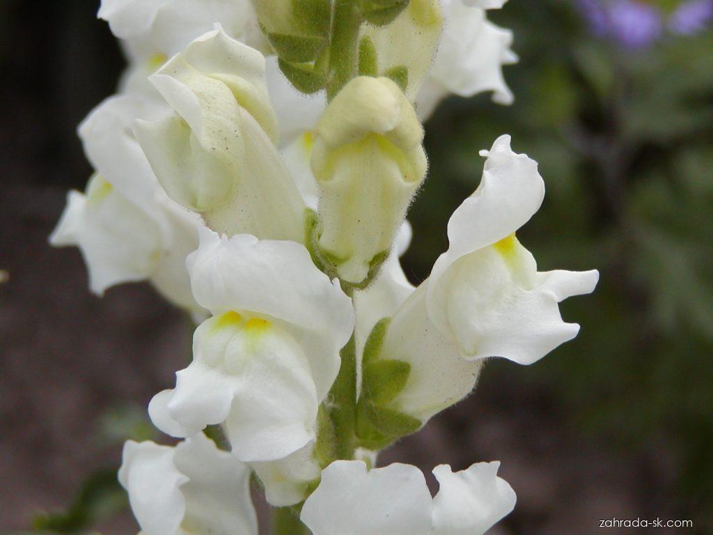 Antirrhinum majus L. (papuľka väčšia) Antirrhinum majus L. (papuľka väčšia)