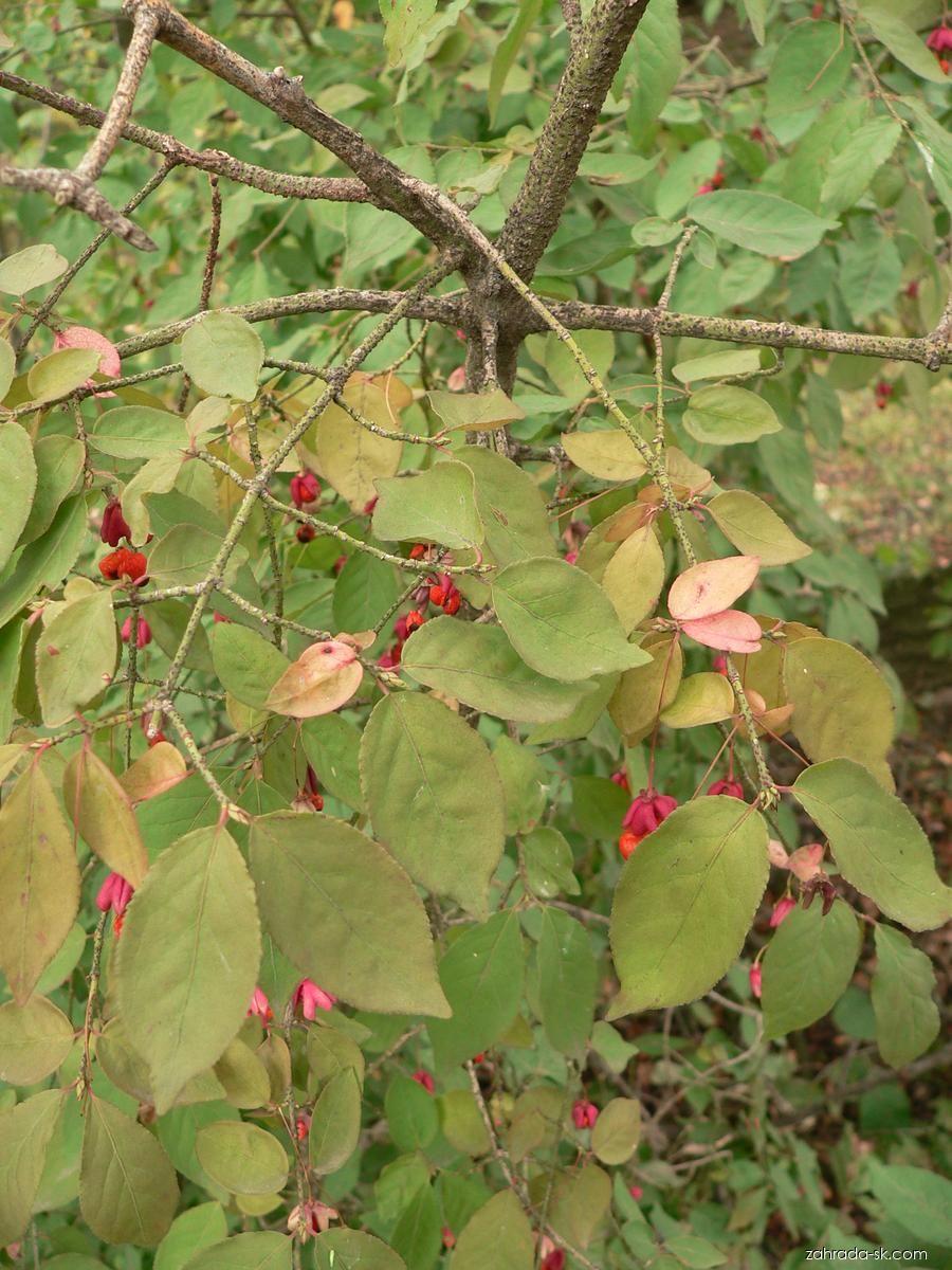 Euonymus verrucosus Scop. (bršlen bradavičnatý) Euonymus verrucosus Scop. (bršlen bradavičnatý)