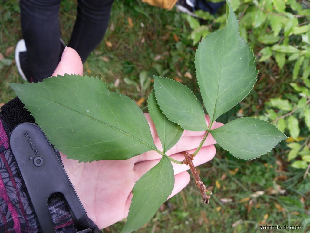 Forsythia suspensa (Thunb.) Vahl (forzítia previsnutá) Forsythia suspensa (Thunb.) Vahl (forzítia previsnutá)