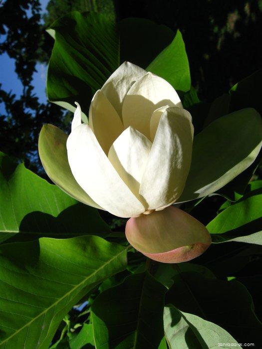 Magnolia tripetala L. (magnólia tripetala) Magnolia tripetala L. (magnólia tripetala)