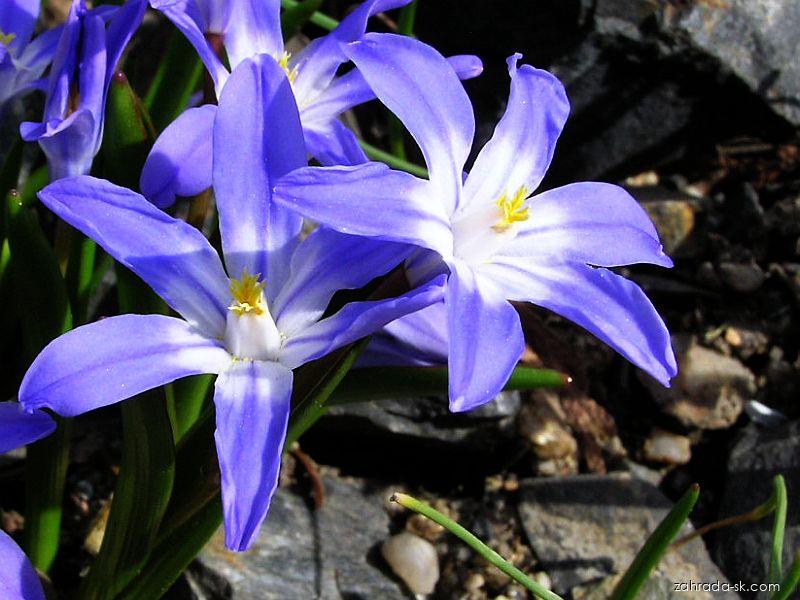 Scilla luciliae (Boiss.) Speta (modravka žiarivá) Scilla luciliae (Boiss.) Speta (modravka žiarivá)