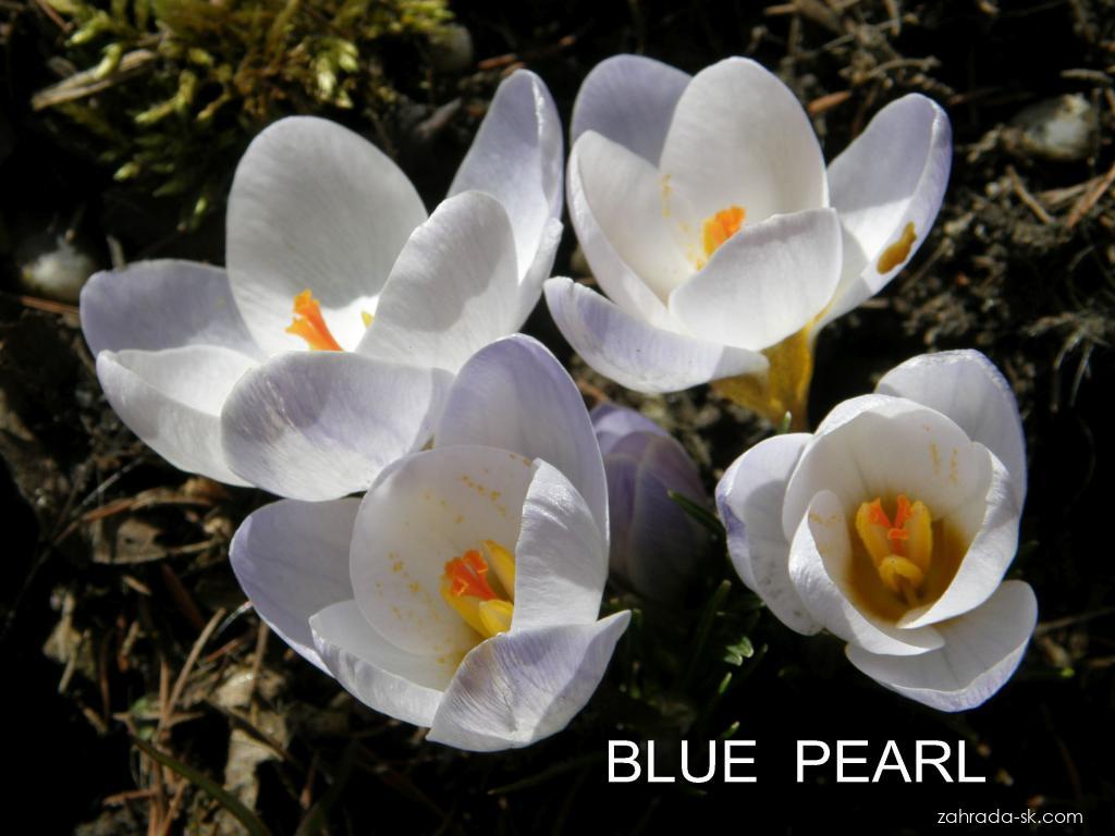 Crocus chrysanthus Blue Pearl (šafran zlatý) Crocus chrysanthus Blue Pearl (šafran zlatý)