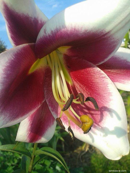 Lilium x hybridum Friso (ľalia) Lilium x hybridum Friso (ľalia)