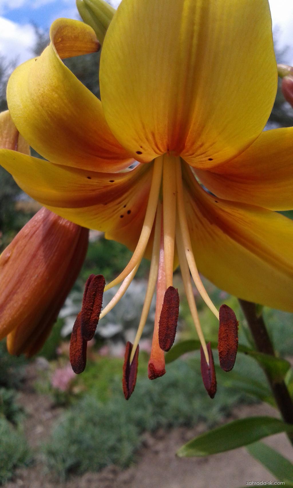 Lilium x hybridum Lazy Lady (ľalia) Lilium x hybridum Lazy Lady (ľalia)