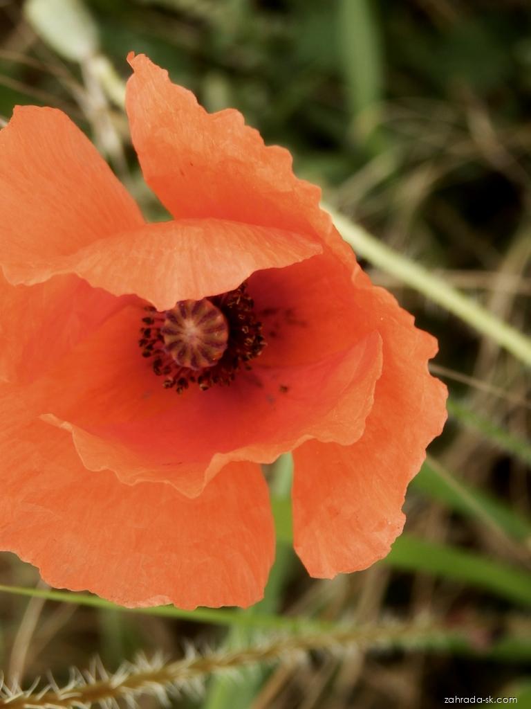 Papaver rhoeas L. (mak vlčí) Papaver rhoeas L. (mak vlčí)