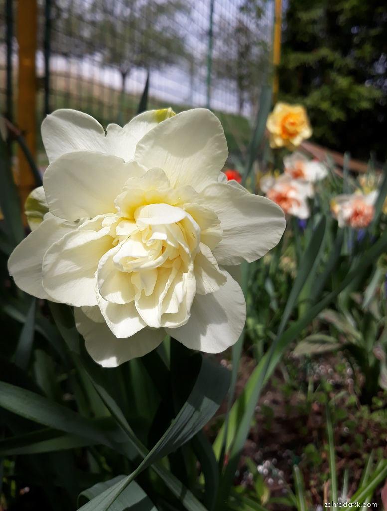 Narcissus Calgary (narcis) Narcissus Calgary (narcis)