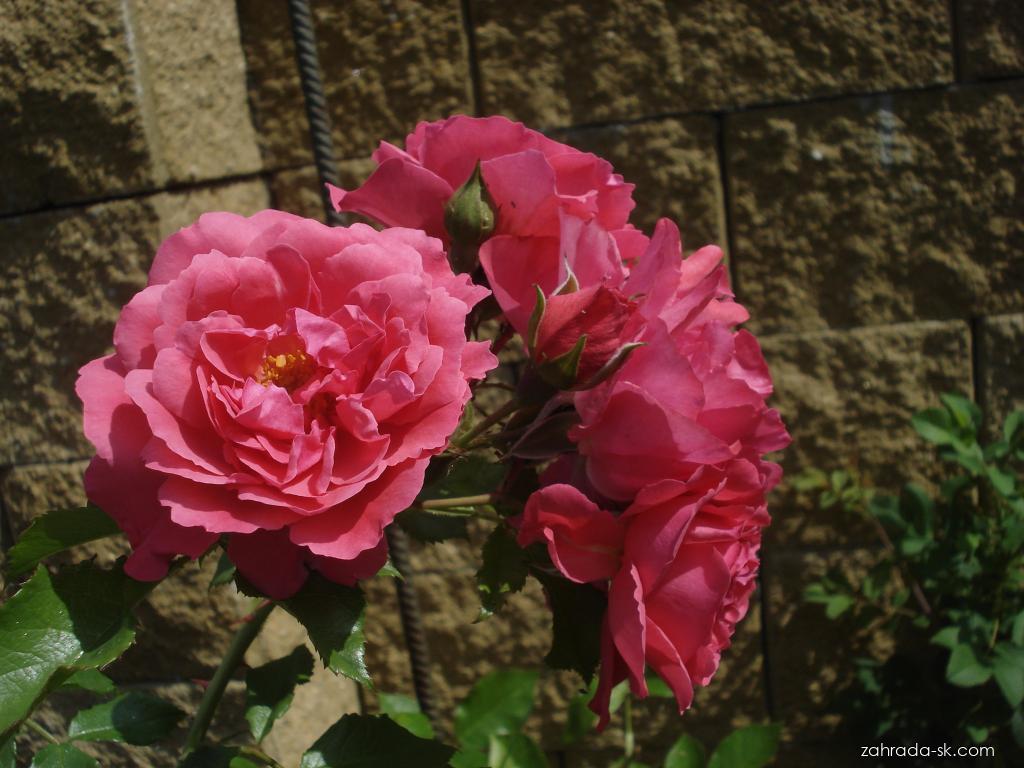Rosa Rosarium Uetersen Kordes, 1977 (ruža) Rosa Rosarium Uetersen Kordes, 1977 (ruža)