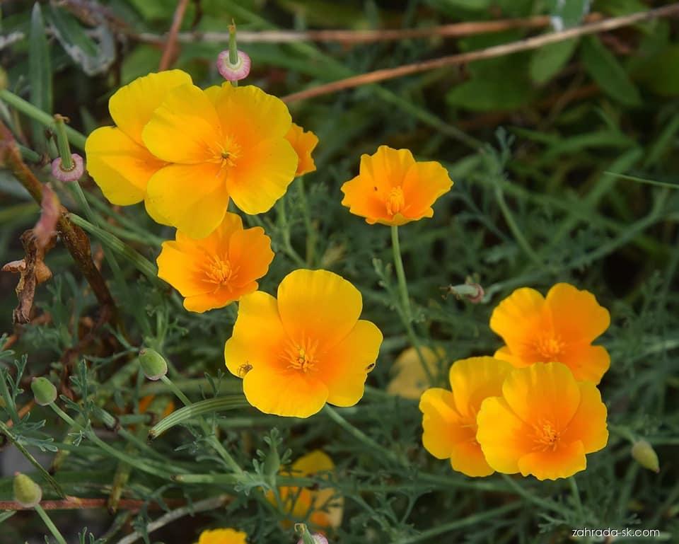 Eschscholtzia californica CHAM. (slncovka kalifornská) Eschscholtzia californica CHAM. (slncovka kalifornská)