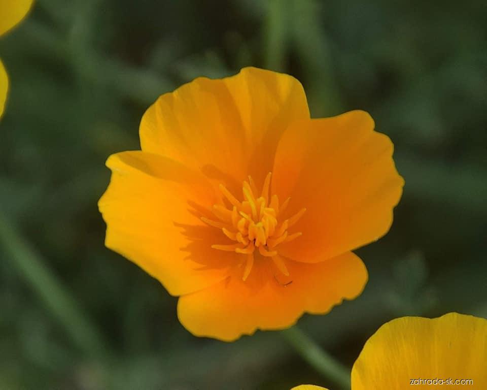 Eschscholtzia californica CHAM. (slncovka kalifornská) Eschscholtzia californica CHAM. (slncovka kalifornská)