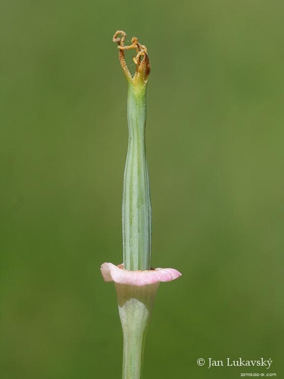 Eschscholtzia californica CHAM. (slncovka kalifornská) Eschscholtzia californica CHAM. (slncovka kalifornská)