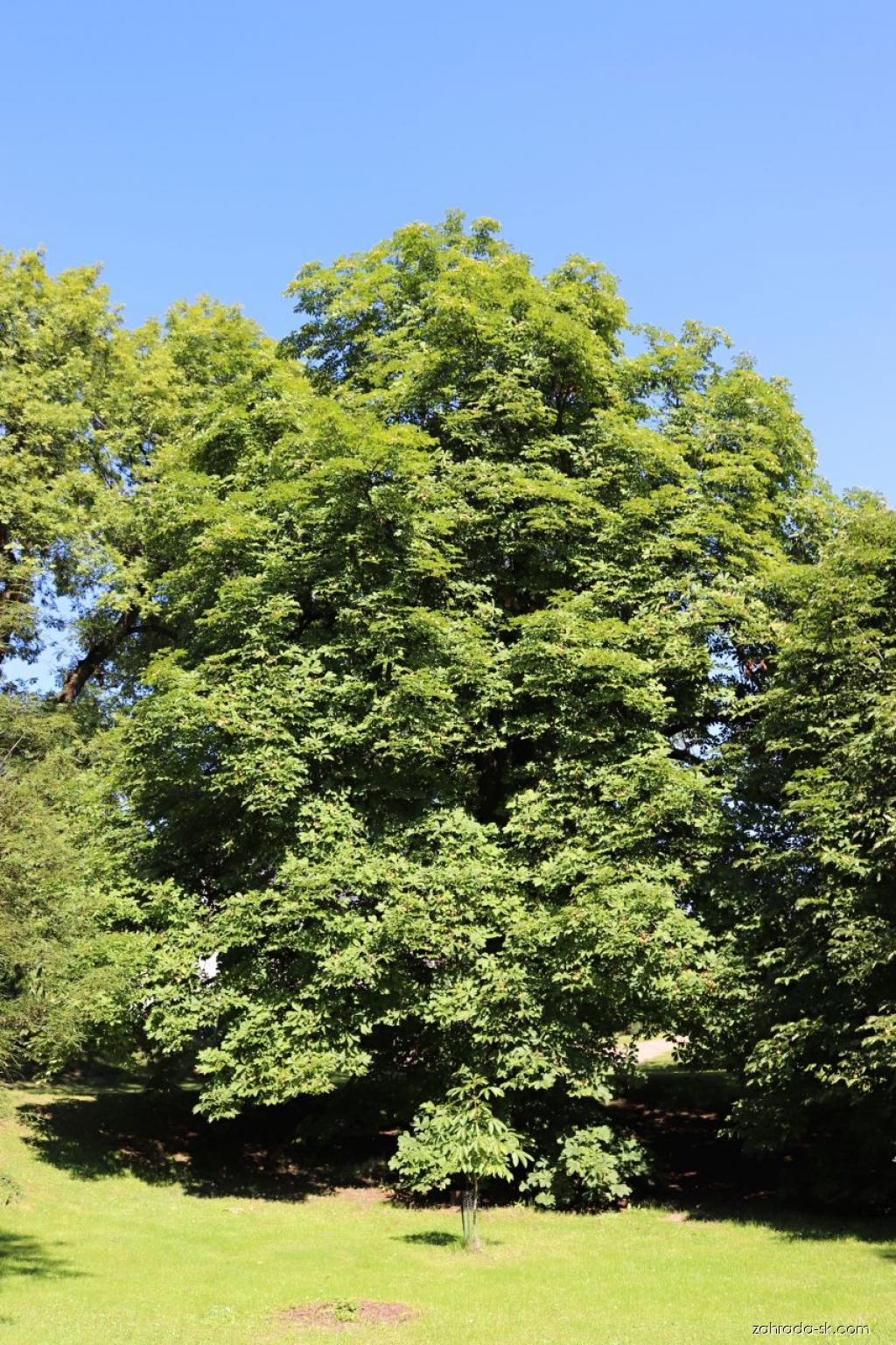 Aesculus hippocastanum L. (pagaštan konský) Aesculus hippocastanum L. (pagaštan konský)