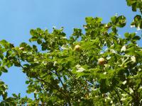 Jírovec červený (Aesculus x carnea)