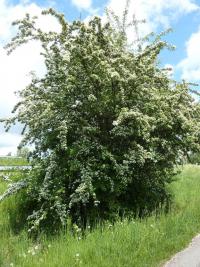 Hloh obecný (Crataegus laevigata)