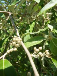 Hlošina okoličnatá - nezralé plody