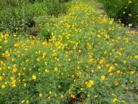 Eschscholtzia californica   slncovka kalifornská skupina rastlín