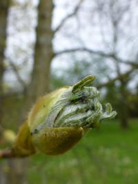 Javor klen - rašící pupen (Acer pseudoplatanus)