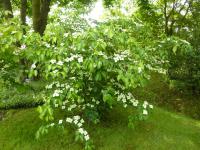 Svída japonská 'Gold Star' (Cornus kousa)