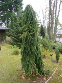 Smrk ztepilý 'Inversa' (Picea abies)