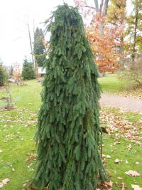 Smrk ztepilý 'Inversa' (Picea abies)