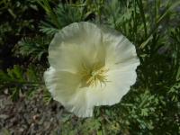 Eschscholtzia californica   slncovka kalifornská kvety