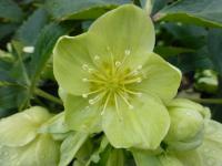 Čemeřice korsická (Helleborus argutifolius)