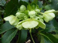 Čemeřice korsická (Helleborus argutifolius)