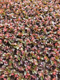 Begonie stálokvětá (Begonia semperflorens)