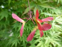 Javor dlanitolistý 'Wakehurst Pink' (Acer palmatum)