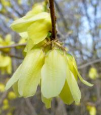 Zlatice Giraldova (Forsythia giraldiana)