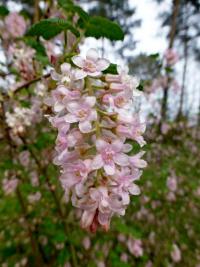 Meruzalka krvavá (Ribes sanguineum Atrorubens)
