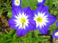 Svlačec tříbarevný (Convolvulus tricolor)