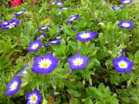 Svlačec tříbarevný (Convolvulus tricolor)